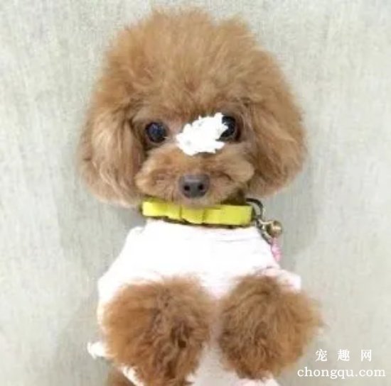 贵宾犬毛发护理知识