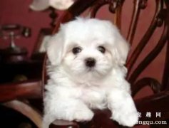 <b>比熊犬毛发梳理和清洗知识</b>