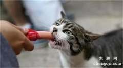 <b>猫咪不可以吃的十种食物禁忌</b>