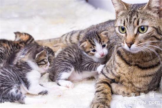 母猫生完小猫多久可以断奶?