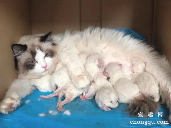 母猫生完小猫多久可以断奶?