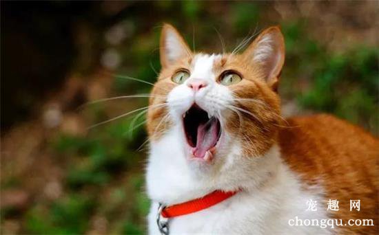 猫咪嗓子哑了叫不出声音怎么办？