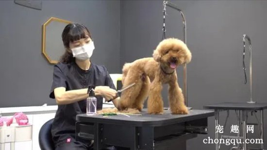 <b>如何给贵宾犬美容？</b>