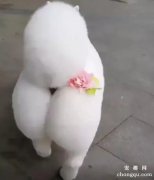 <b>宠物狗的屁股应如何护理？</b>