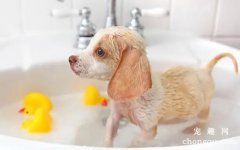 <b>如何给您的狗狗洗澡？</b>
