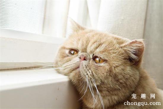 猫咪抑郁的表现有哪些症状？