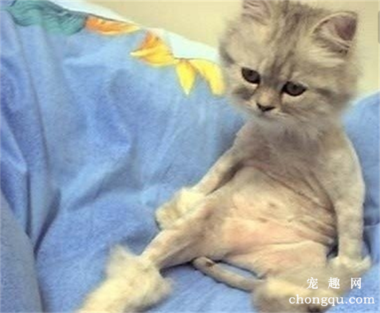 猫咪可以剃毛吗？猫咪剃毛多久能长出来？