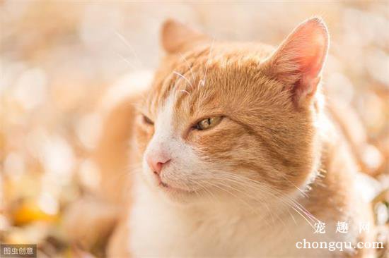 猫咪流黄鼻涕是什么原因？