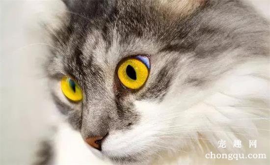 猫眼中的世界是什么颜色的？