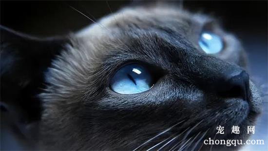 猫眼中的世界是什么颜色的？
