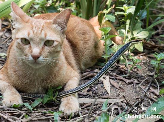 在自然界中猫怕蛇吗？