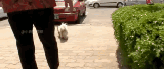 十年，从来没有人能把一只狗带离那个路口。它到底在等什么？