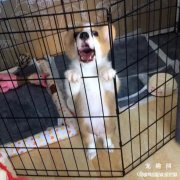 <b>如何训练狗狗进笼不乱叫？</b>