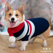 <b>狗狗身上出现黑点时的解决方法</b>
