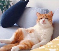 <b>橘猫性格温顺吗？橘猫的性格特点是什么？</b>