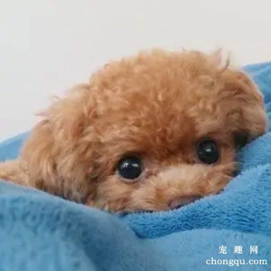 泰迪能吃螃蟹吗?
