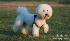 <b>狗狗挠痒痒是有跳蚤吗?</b>