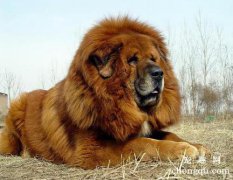 <b>狗狗狂犬疫苗每年都要打吗？</b>