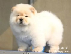 <b>狗狗大便软是喂多了吗？</b>