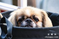 <b>小狗总是哼唧是怎么回事？</b>