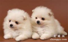 <b>狗狗身上有螨虫应该怎么治疗？</b>