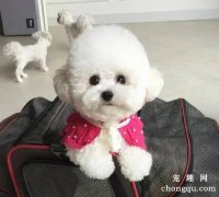 <b>狗狗总拉稀是怎么回事？</b>