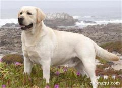 <b>狗狗富贵病主要靠合理膳食预防</b>