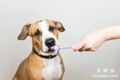 <b>让狗狗适应刷牙的方法</b>
