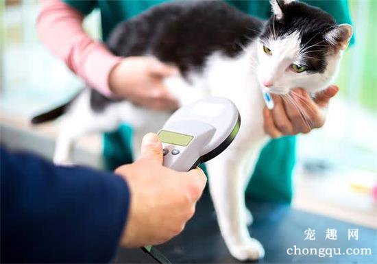怎么给猫咪测量体温？