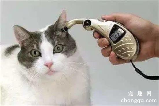 怎么给猫咪测量体温？