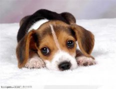 <b>狗狗球虫病有什么症状</b>