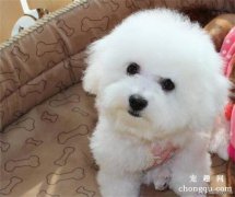 海狗油对宠物皮肤病的治疗效果