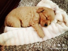 <b>狗狗尿频的病因分析</b>