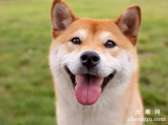 <b>狗狗螨虫该如何治疗？</b>