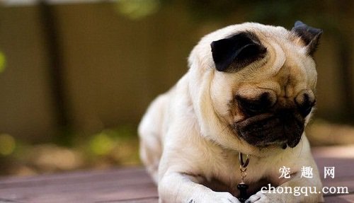 <b>狗狗那些行为应当及时纠正？</b>