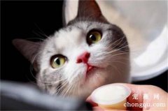 <b>布偶猫是大型猫吗？</b>