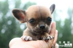 <b>吉娃娃犬的气管塌陷症症状与治疗</b>