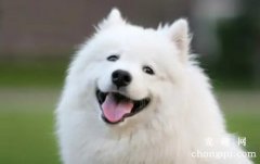 <b>养狗狗不能惯的三个坏习惯</b>