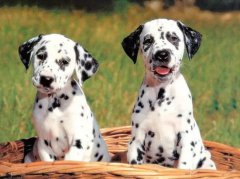 <b>大麦町犬的训练要点</b>