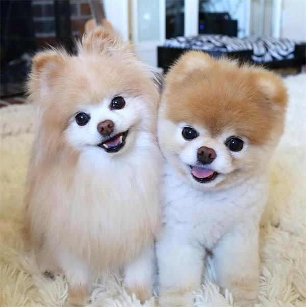 狗狗冬季如何美容？