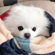 <b>如何让狗狗毛发变亮?</b>
