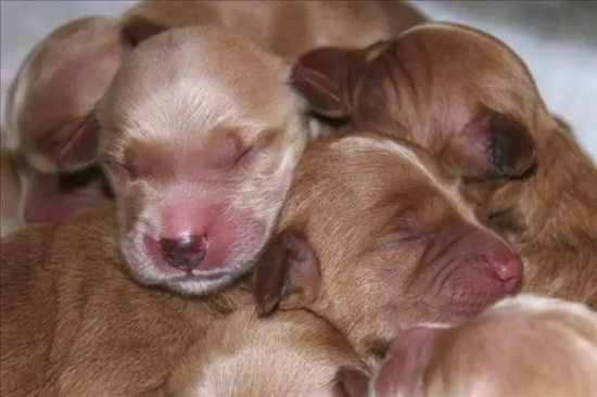 新生幼犬的护理知识