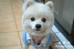 <b>狗狗乱拉便便怎样纠正？</b>