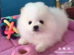 <b>狗狗头歪向一边的原因</b>