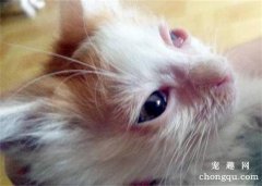 幼猫眼睛睁不开有分泌物怎么办？