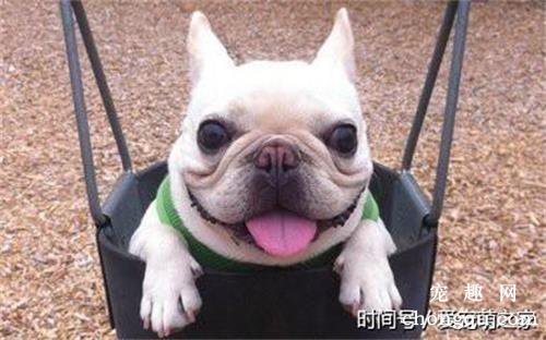 狗狗睡觉呼吸短促怎么回事？