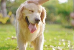 <b>狗狗为什么会得牙结石</b>