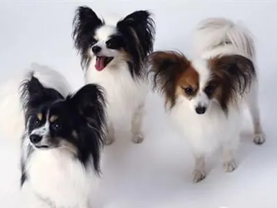 狗狗双排牙怎么办?