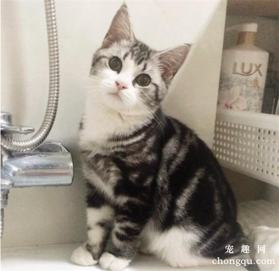 美短猫多久洗一次澡?