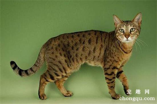 纯种孟加拉豹猫多少钱一只?